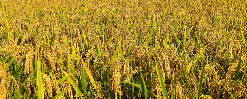 水稻浸种要多长时间 水稻浸种得多长时间