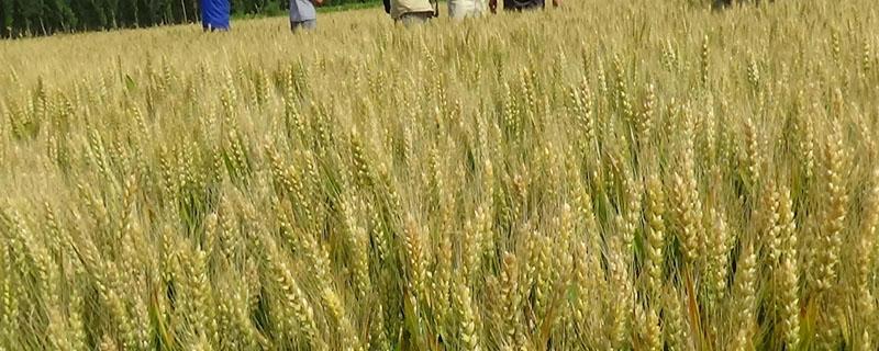 禾丰3号小麦新品种介 禾丰三号小麦亩产多少
