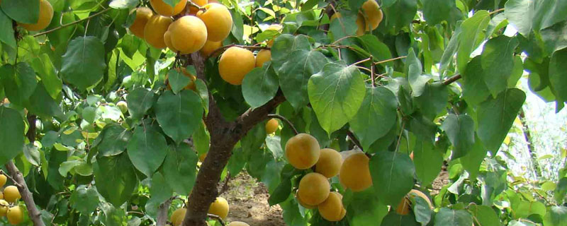 杏树卷叶是什么原因 杏树卷叶是什么病