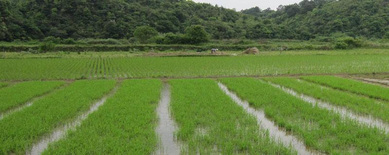 水稻主要病虫害有哪些 水稻病虫害有哪些和防治最全