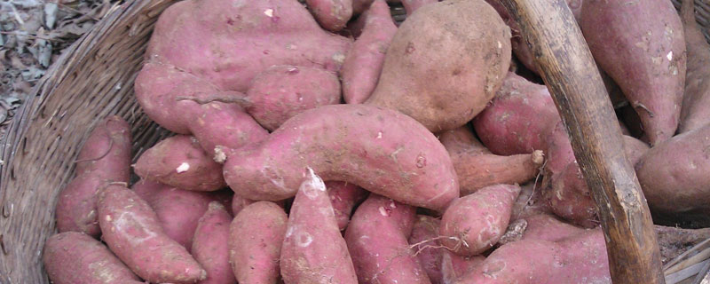 红薯怎么保存可以放得更久 红薯怎么保存