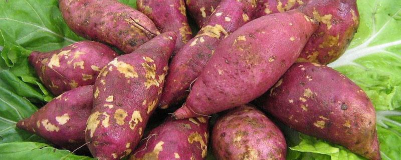 红薯种植密度 红薯移栽密度