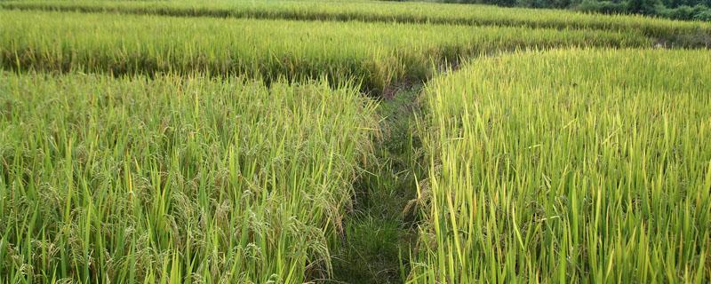 水稻三化螟的防治时间 水稻三化螟什么时间打药