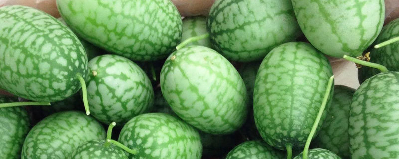 拇指西瓜的种植技术 拇指西瓜是几月种植的