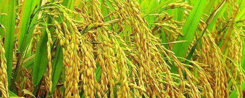 我国现存最早总结江南水稻的农书 我国现存最早总结江南水稻的农书著作是