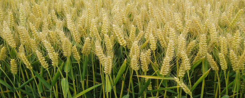 吨麦18小麦品种 吨麦18小麦品种好不