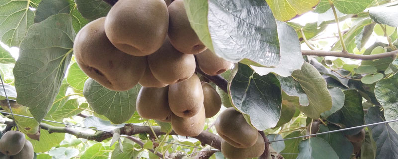 猕猴桃是什么季节的水果? 猕猴桃是什么季节的水果