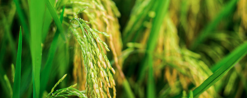 杂交水稻用的是什么技术 杂交水稻是什么技术
