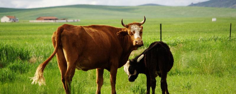 农村养牛的方法和技术 农村养牛的方法和技术