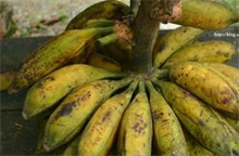 野香蕉和香蕉关系 野香蕉百科