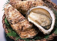 牡蛎百科 牡蛎 是什么