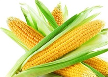 玉米百科玉米生长期是多少天? 玉米百科