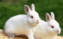 水母雪兔子百科 兔子百科