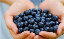 蓝莓百科（蓝莓百科全书）