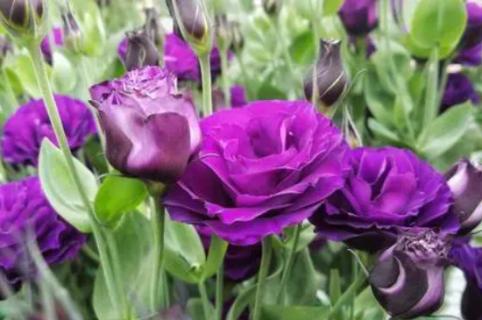 紫色洋桔梗花语和寓意