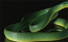 绿茸线蛇百科 蛇百科