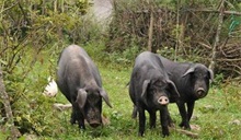 黑猪的种类 黑猪百科