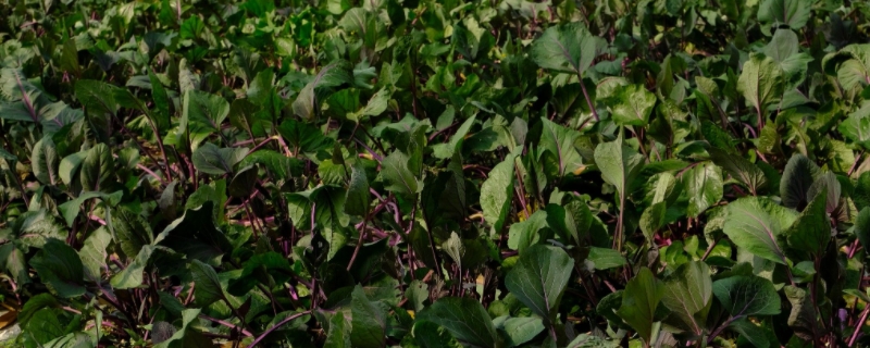 红菜苔移栽多久可以收获 种红菜苔几天才能出苗