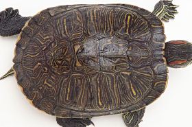 龟甲的拼音 龟甲