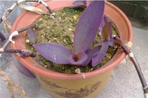 紫鸭趾草怎么栽漂亮，六个要点促使生长茂盛