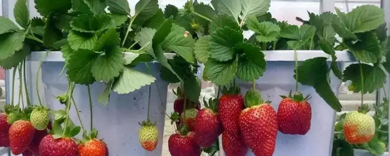 草莓冬天能耐多少度的低温 草莓能耐几度低温