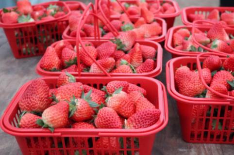 草莓分为哪几个品种
