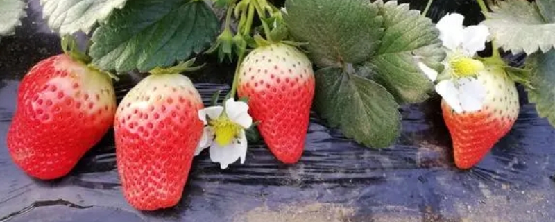 红玉草莓苗品种介绍 红香玉草莓品种介绍