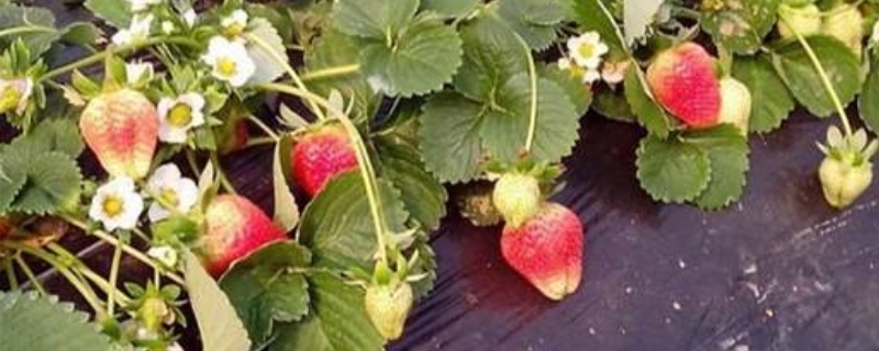 天仙醉草莓品种介绍（天仙醉草莓品种介绍及图片）
