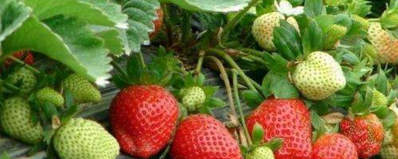 草莓苗适合几月份种植（草莓苗什么时候种植合适）