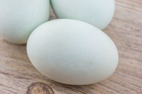 鸭卵 鸭卵的功效与作用