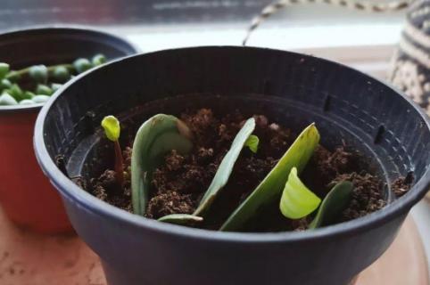 西瓜皮椒草怎么繁殖