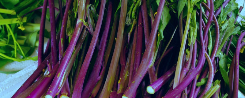 红油菜苔种植时间和方法 红油菜苔栽培技术