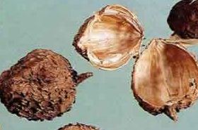 砂仁壳的功效与作用是什么 砂仁壳