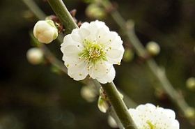绿萼梅的功效与作用,绿萼梅是什么,绿萼梅的功效