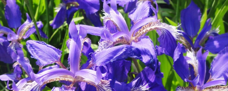 紫色鸢尾花的寓意和象征 紫色的鸢尾花的花语是什么