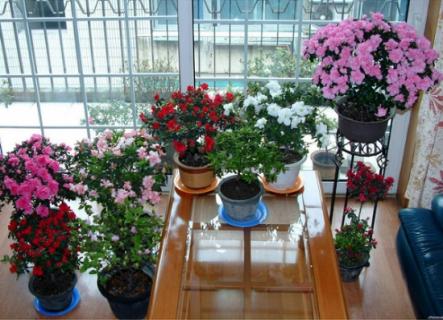 哪些植物可以调节室内空气湿度（哪些植物可以调节室内空气湿度呢）