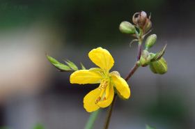 白花菜子 白花菜子外敷后起水泡