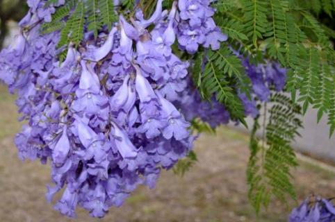 蓝花楹如何修剪