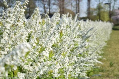 雪柳干枝开完花怎么办