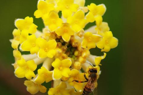 结香花怎么种