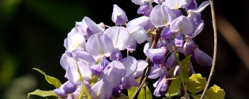 紫藤花的寓意和象征 紫藤花的花语与象征