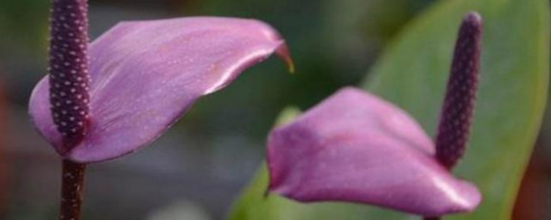 紫掌香妃的养殖方法和注意事项 紫掌怎么养