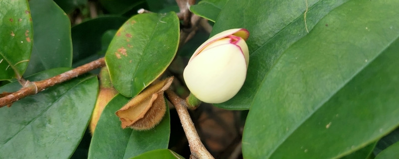 白兰花移栽多久会活