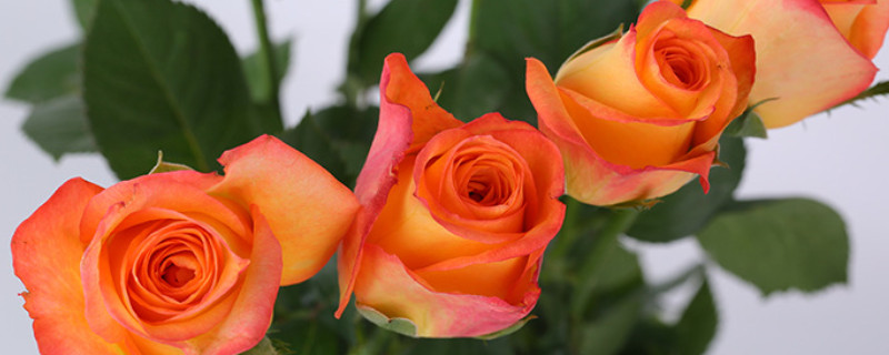 橙色玫瑰花代表的含义（橙色玫瑰花的花语和寓意）