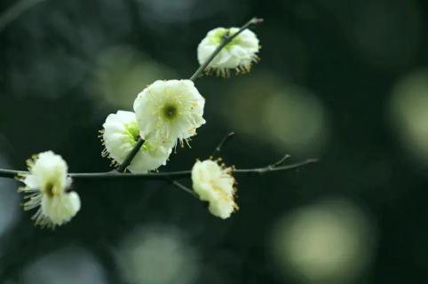 绿梅花的花语和寓意