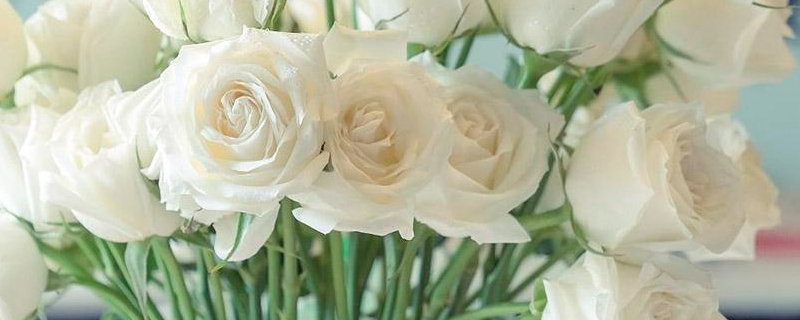 白玫瑰真正的花语 白玫瑰真正的花语 我足以与你相配