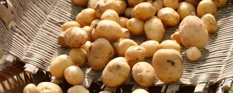 土豆几月份种（土豆几月份种合适怎么种）
