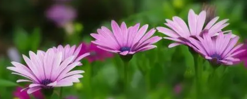紫色菊花的花语和寓意（紫菊花的花语和象征）