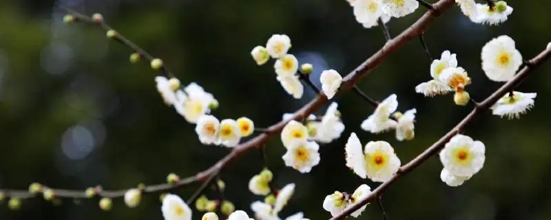 绿梅花的花语和寓意