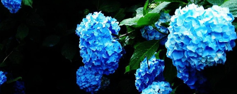 蓝绣球花象征什么寓意 蓝色绣球花花语象征与寓意